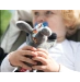 Держатель для пустышки ZAZU Ослик DONNY 